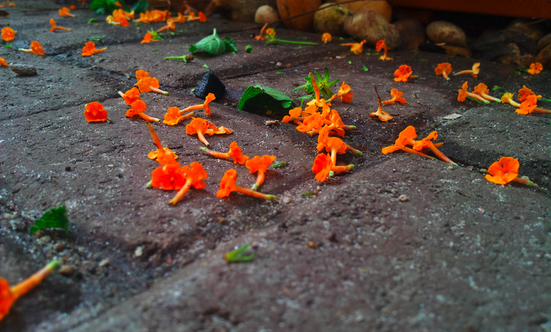 Illustration for article titled PhoTAYgraphy Club: Show us your Orange!